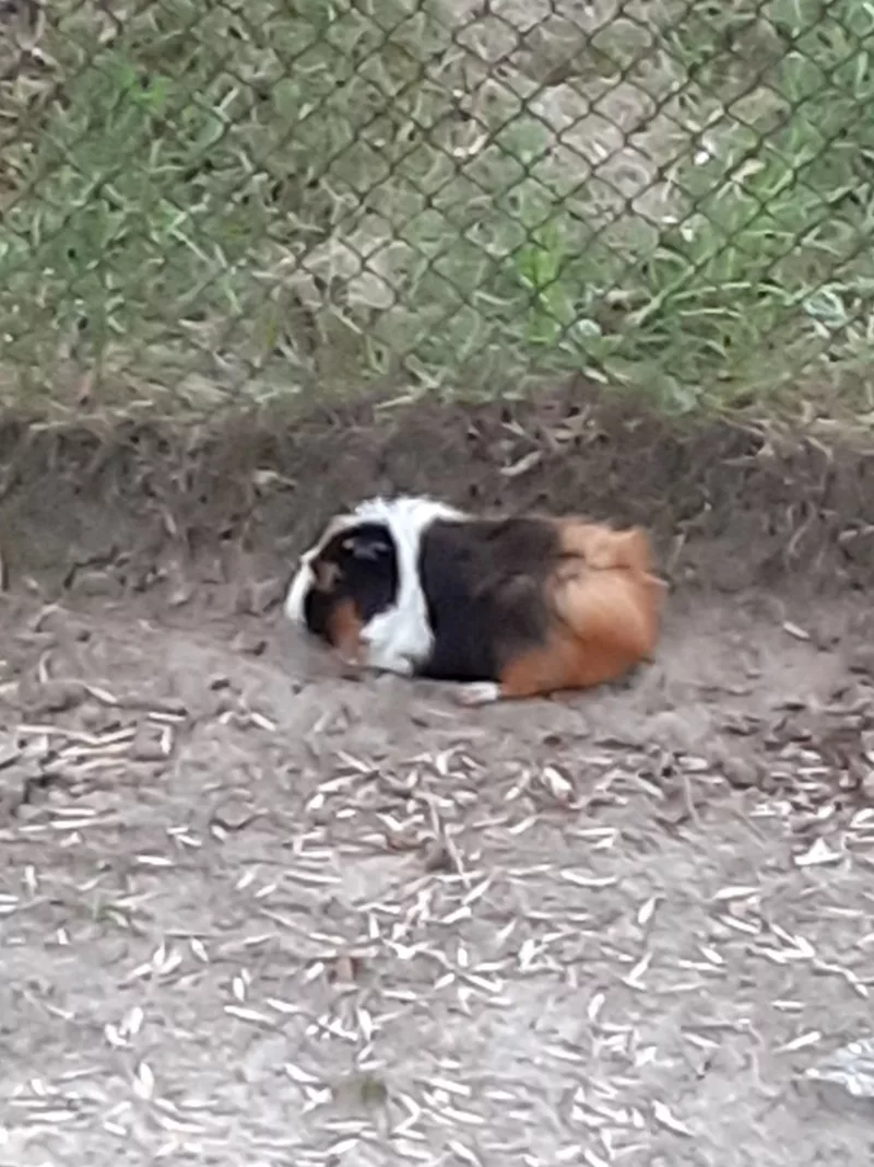 Nina - Cobaya Americana en adopción en Badalona, Barcelona