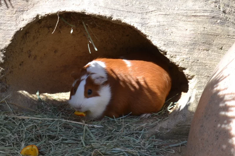 Foto 2 de Nina - Americana