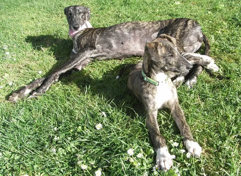 Laika - Perra Galga Española en adopción en Alcalá de Henares, Madrid