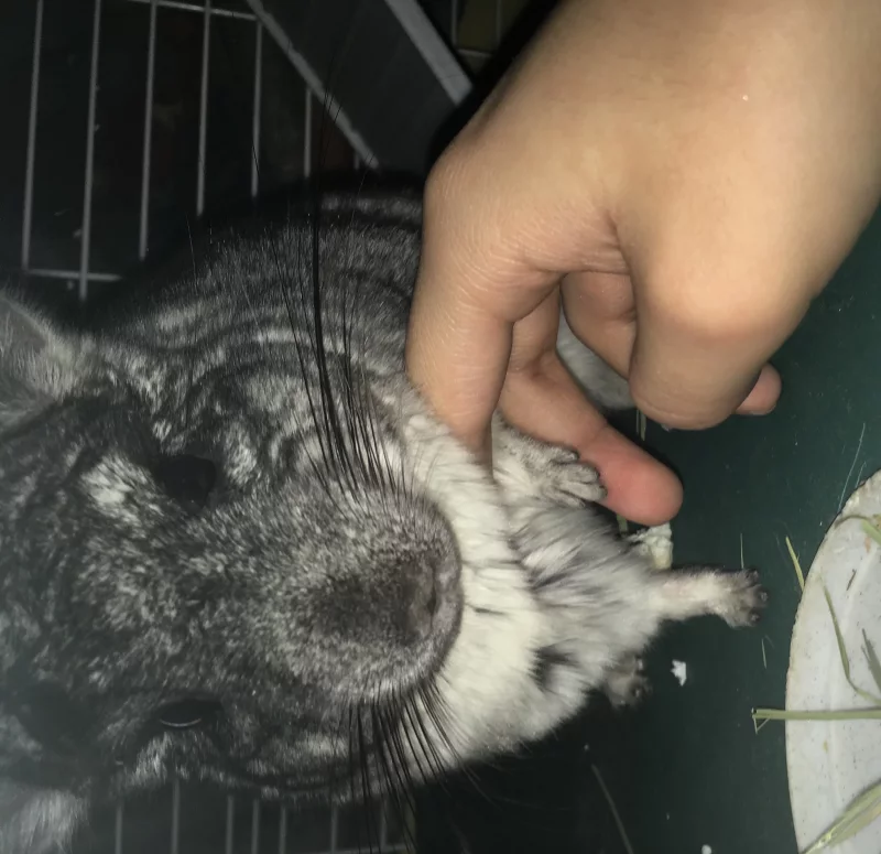 Milo - Chinchilla Estándar (Gris) en adopción en Gandía, Valencia