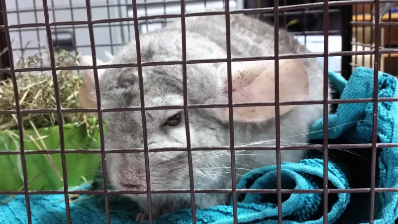 Foto 3 de Milo - Chinchilla Estándar (Gris)