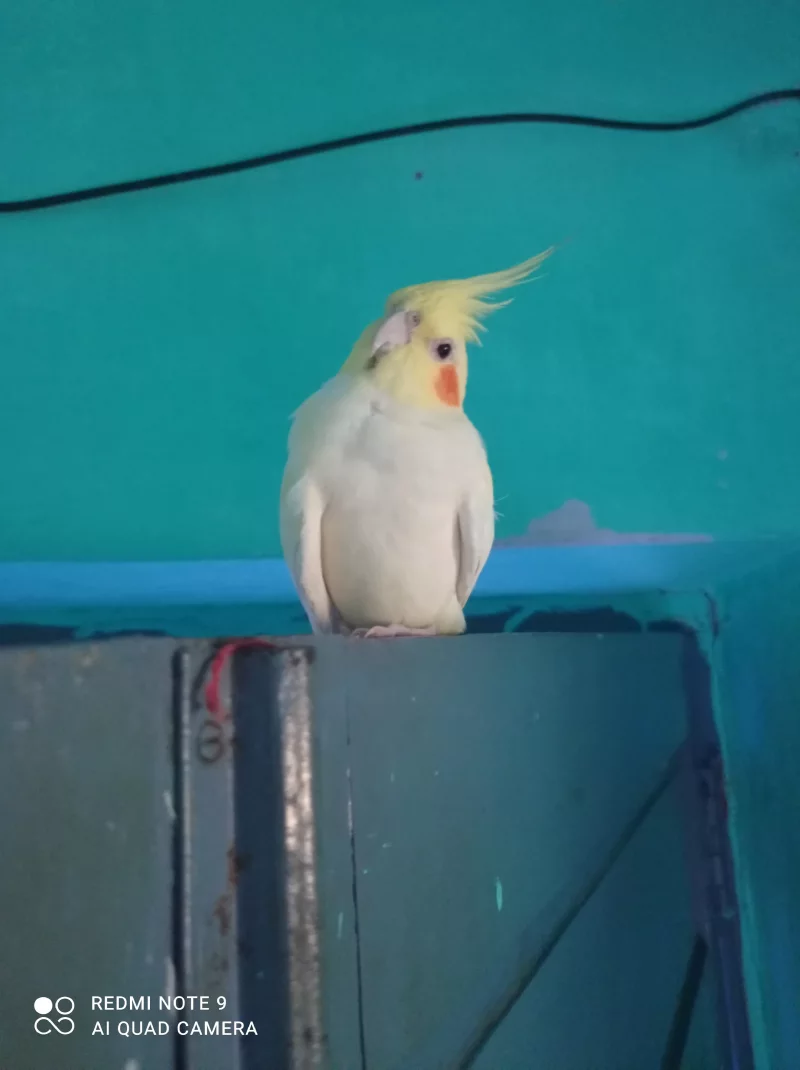 Foto 2 de Lady - Ninfa