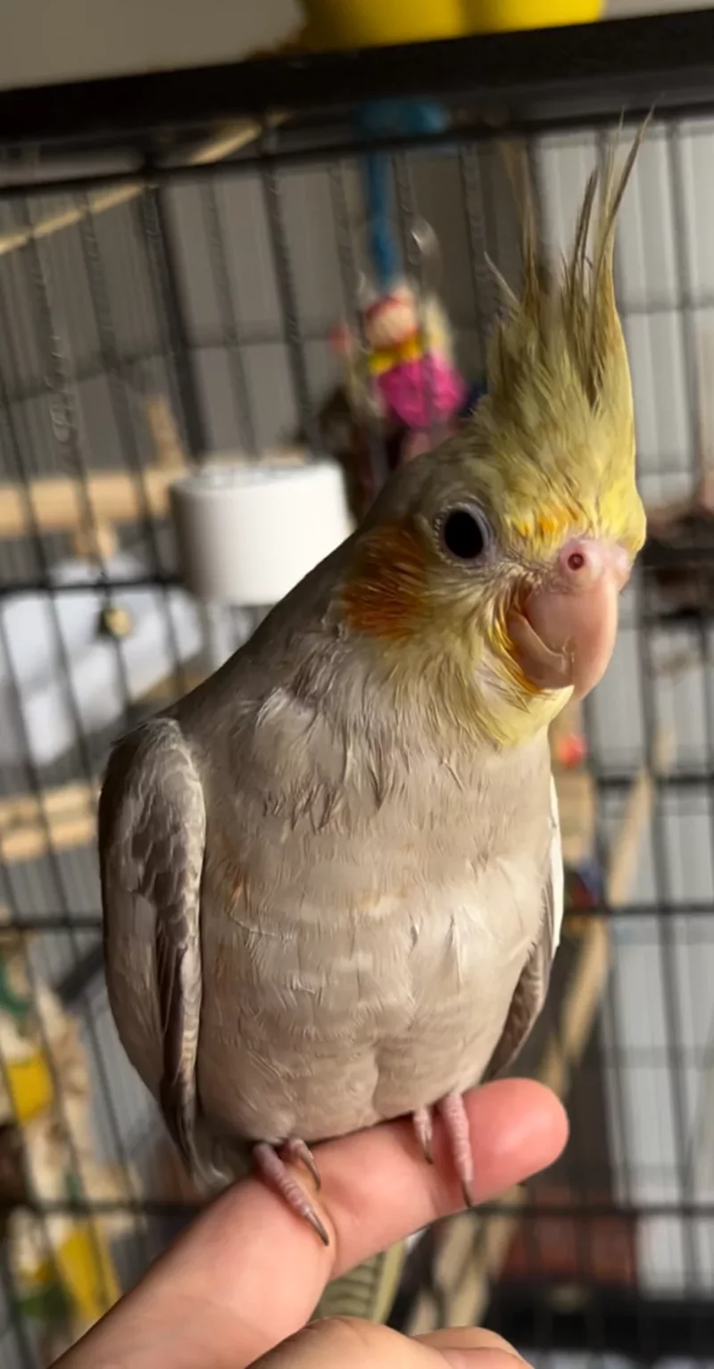 Foto 3 de Lady - Ninfa