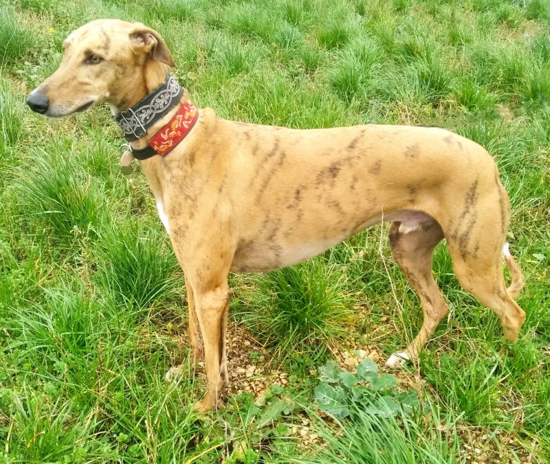 Foto 2 de Sasha - Galga Española