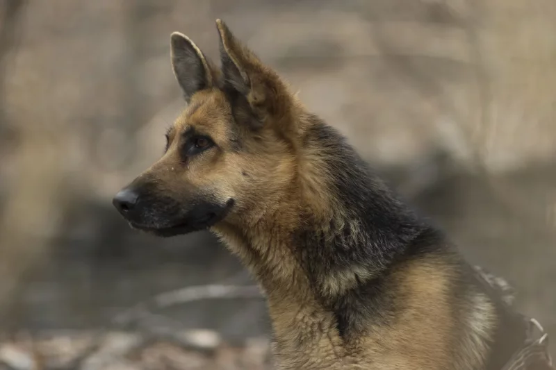 Foto 3 de Toby - Pastor Alemán